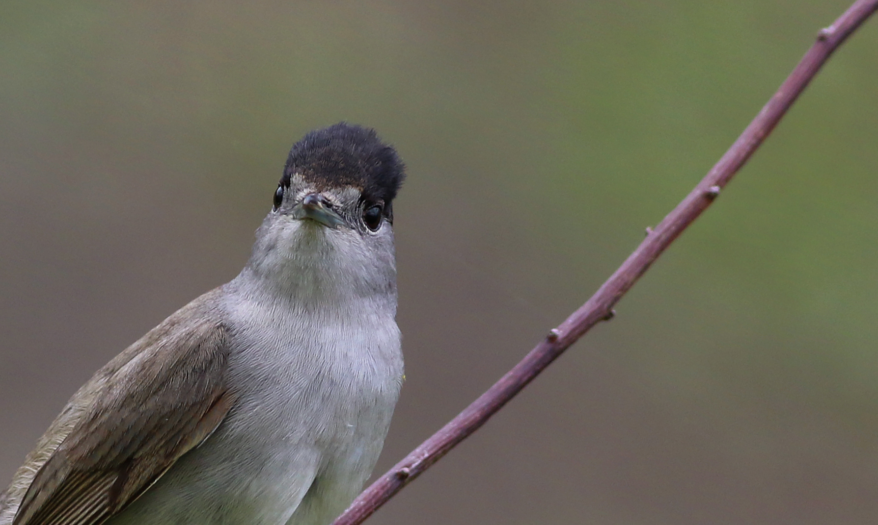 Eurasian Blackcap